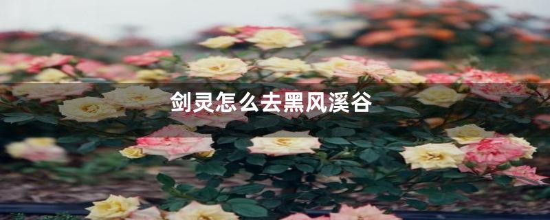 剑灵怎么去黑风溪谷