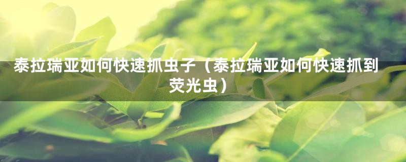 泰拉瑞亚如何快速抓虫子（泰拉瑞亚如何快速抓到荧光虫）