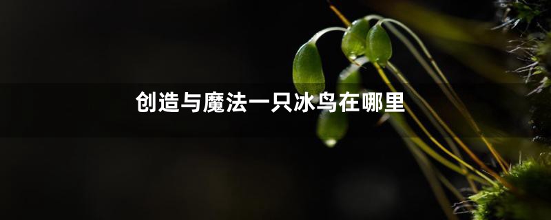 创造与魔法一只冰鸟在哪里