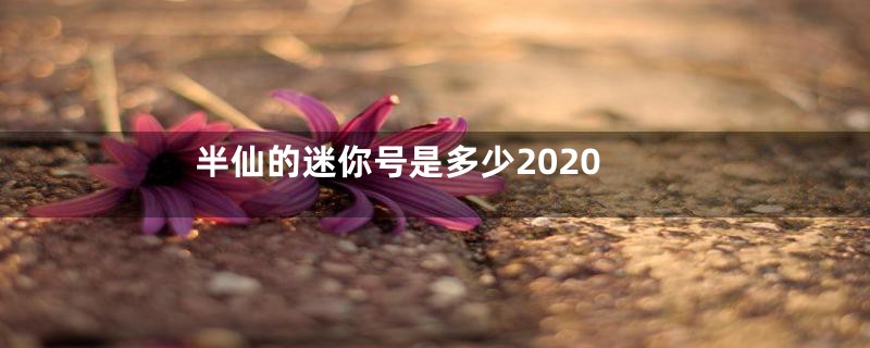 半仙的迷你号是多少2020