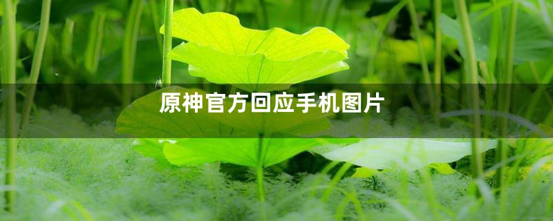 原神官方回应手机图片