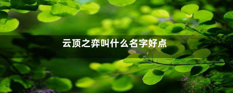 云顶之弈叫什么名字好点