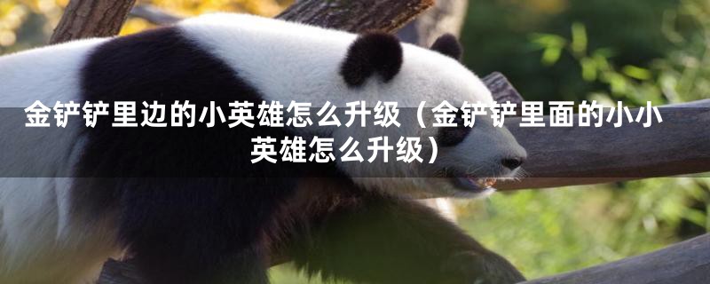 金铲铲里边的小英雄怎么升级（金铲铲里面的小小英雄怎么升级）