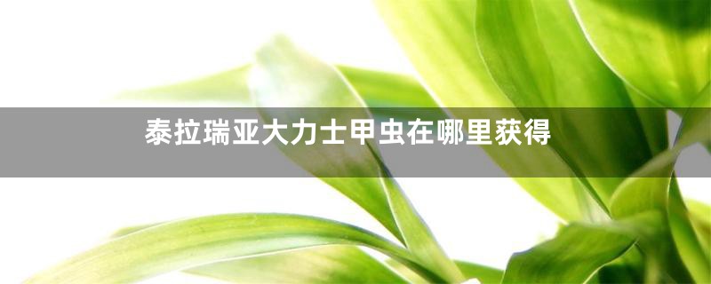 泰拉瑞亚大力士甲虫在哪里获得