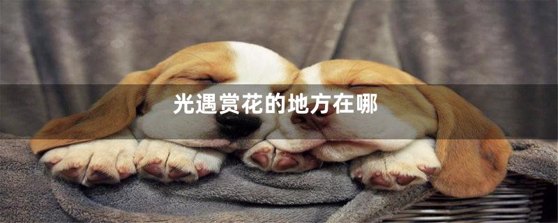 光遇赏花的地方在哪