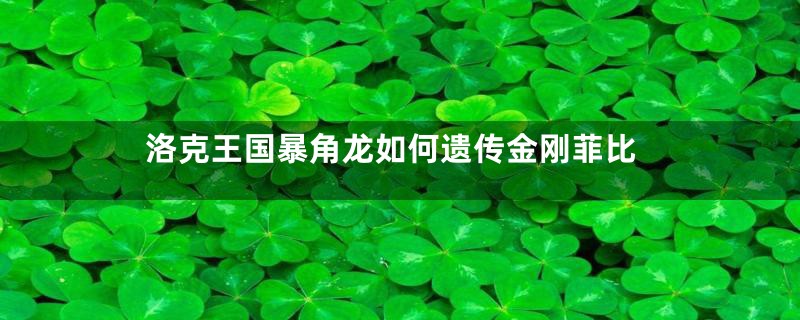 洛克王国暴角龙如何遗传金刚菲比