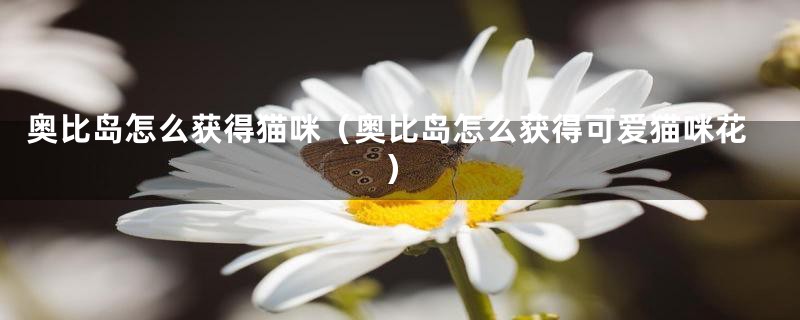 奥比岛怎么获得猫咪(奥比岛怎么获得可爱猫咪花)