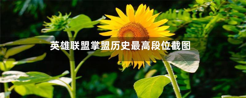 英雄联盟掌盟历史最高段位截图
