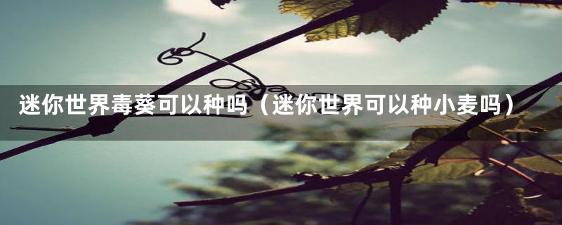 迷你世界毒葵可以种吗(迷你世界可以种小麦吗)