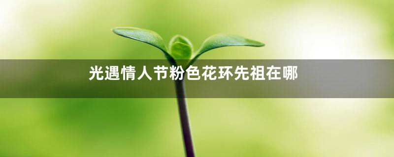 光遇情人节粉色花环先祖在哪