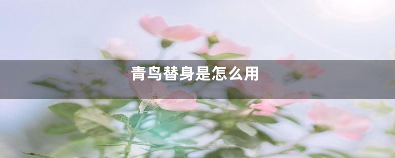 青鸟替身是怎么用