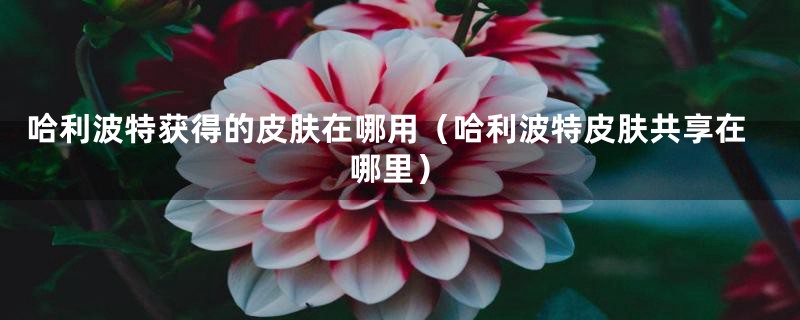 哈利波特获得的皮肤在哪用(哈利波特皮肤共享在哪里)