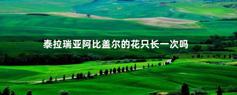 泰拉瑞亚阿比盖尔的花只长一次吗