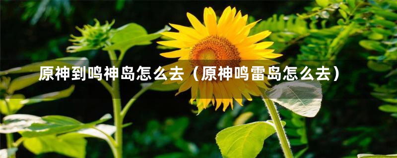 原神到鸣神岛怎么去(原神鸣雷岛怎么去)