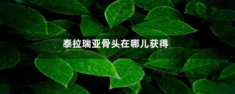 泰拉瑞亚骨头在哪儿获得