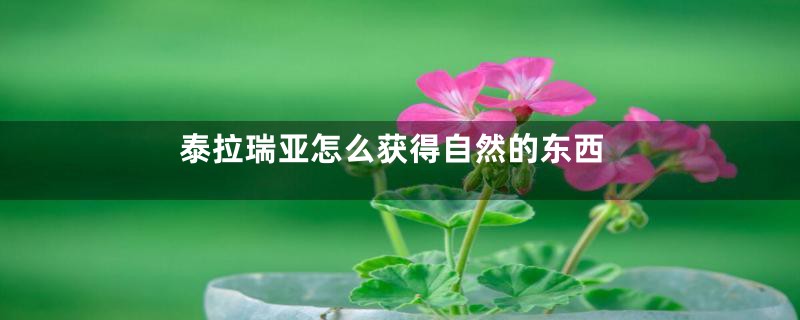 泰拉瑞亚怎么获得自然的东西