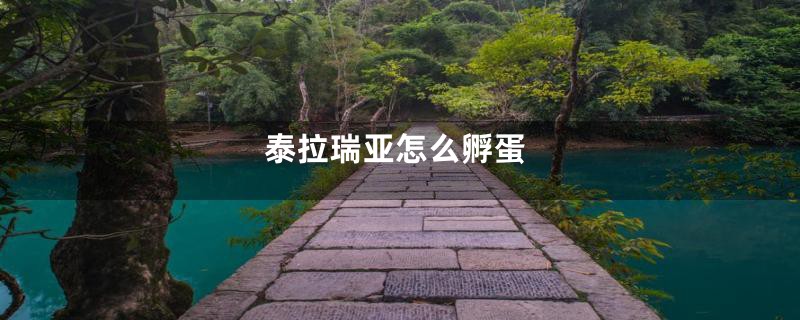泰拉瑞亚怎么孵蛋