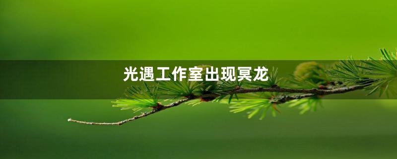 光遇工作室出现冥龙