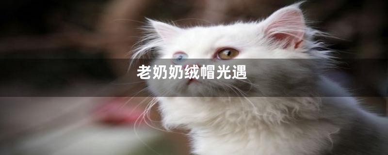 老奶奶绒帽光遇
