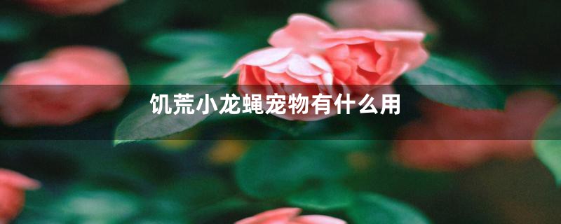 饥荒小龙蝇宠物有什么用