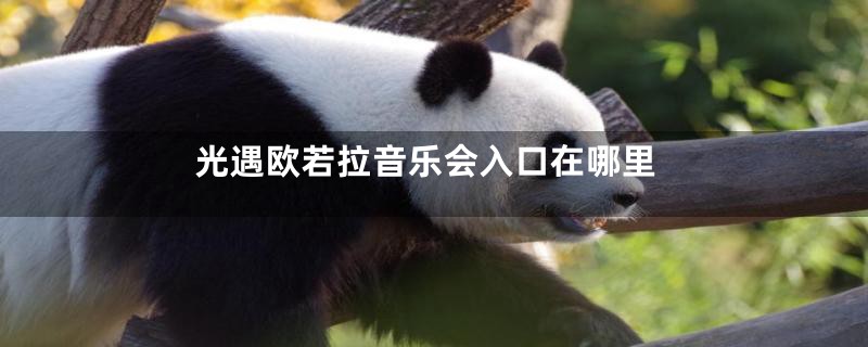 光遇欧若拉音乐会入口在哪里