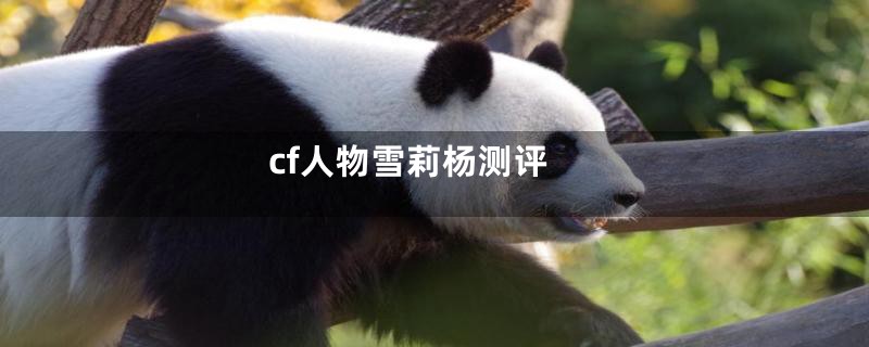 cf人物雪莉杨测评