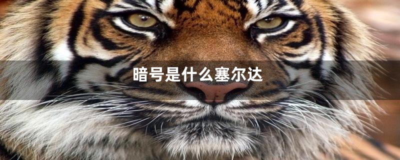 暗号是什么塞尔达