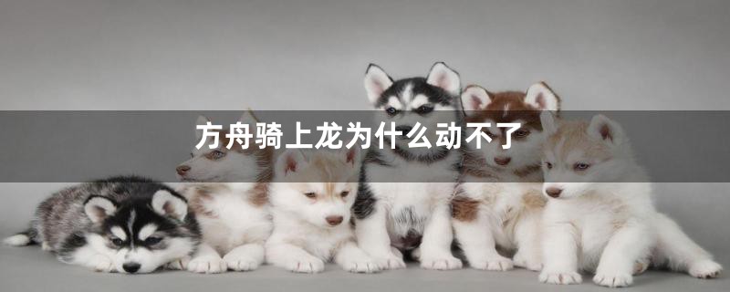 方舟骑上龙为什么动不了