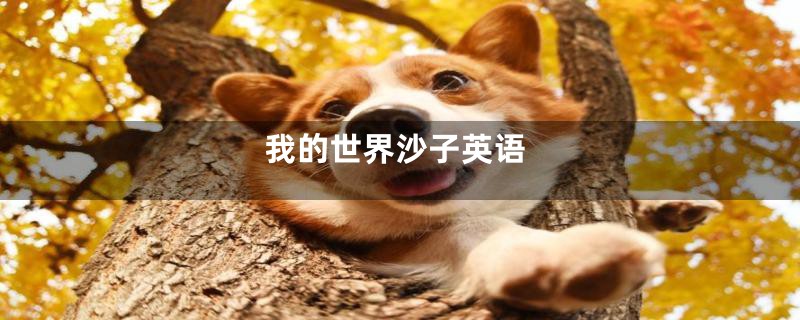 我的世界沙子英语