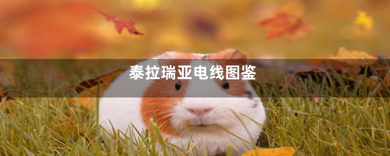泰拉瑞亚电线图鉴