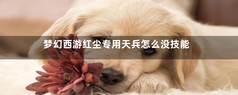 梦幻西游红尘专用天兵怎么没技能