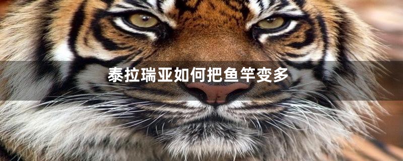 泰拉瑞亚如何把鱼竿变多