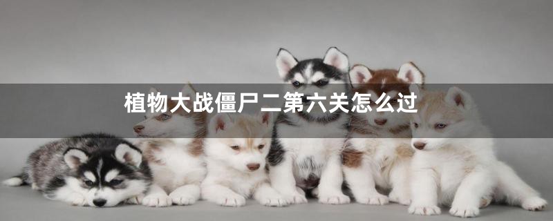 植物大战僵尸二第六关怎么过