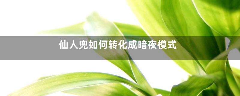 仙人兜如何转化成暗夜模式