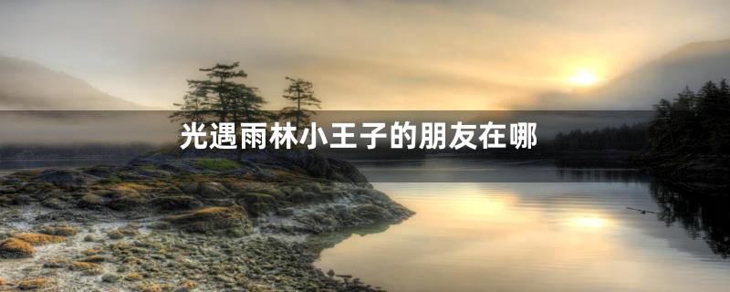 光遇雨林小王子的朋友在哪