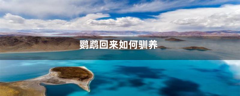 鹦鹉回来如何驯养