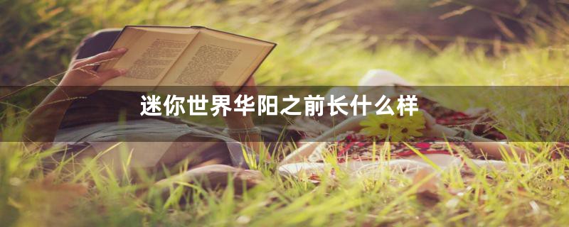 迷你世界华阳之前长什么样