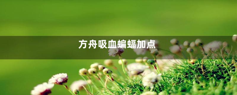 方舟吸血蝙蝠加点