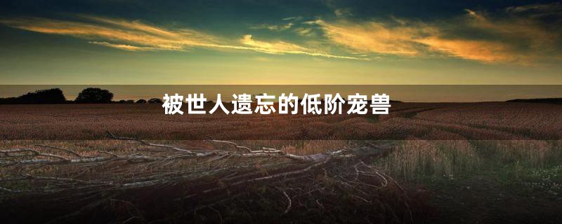 被世人遗忘的低阶宠兽