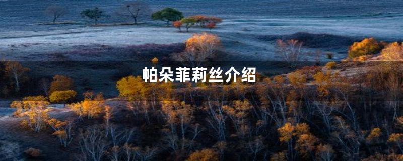 帕朵菲莉丝介绍