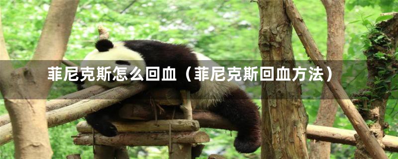 菲尼克斯怎么回血(菲尼克斯回血方法)