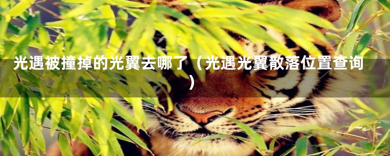 光遇被撞掉的光翼去哪了(光遇光翼散落位置查询)