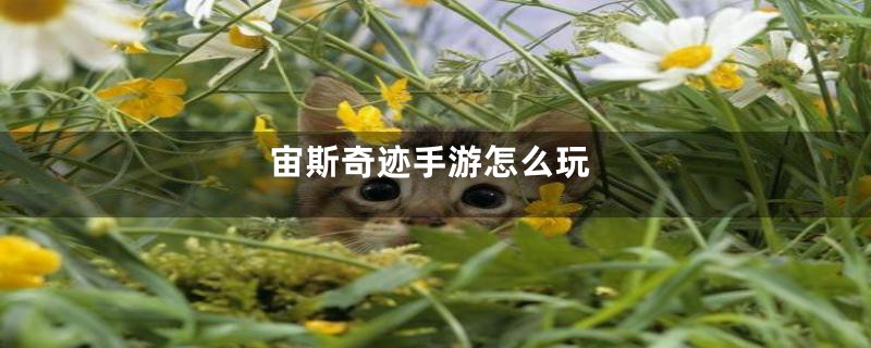 宙斯奇迹手游怎么玩
