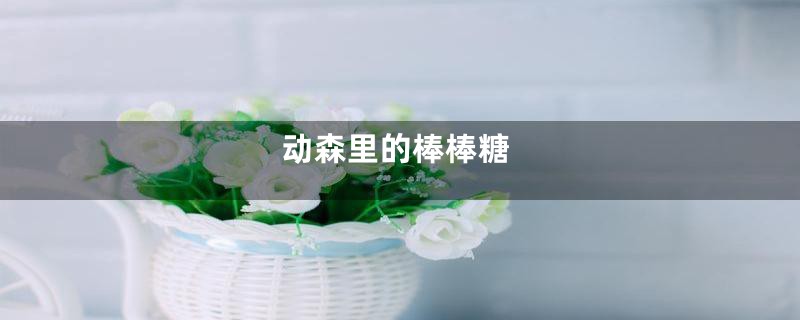 动森里的棒棒糖