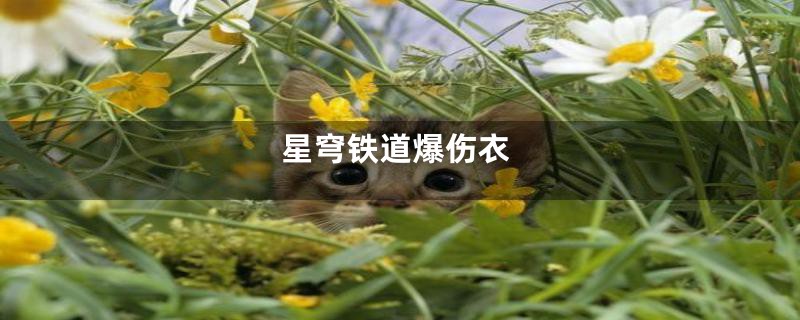 星穹铁道爆伤衣