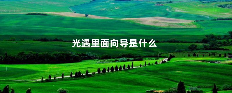 光遇里面向导是什么