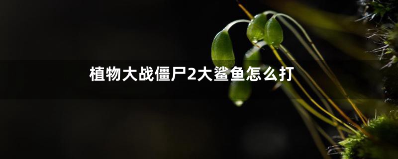 植物大战僵尸2大鲨鱼怎么打