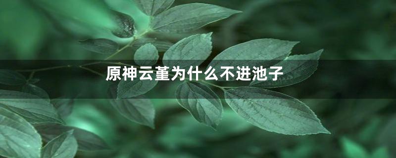 原神云堇为什么不进池子