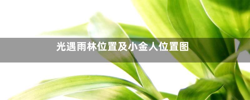 光遇雨林位置及小金人位置图