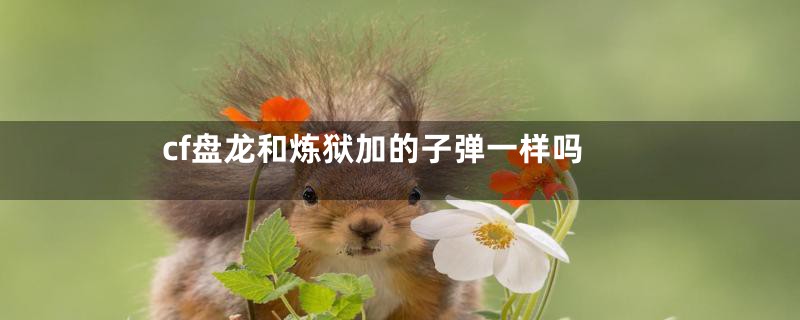 cf盘龙和炼狱加的子弹一样吗